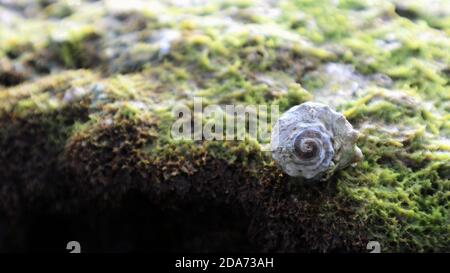 Carapace sur le vert sur le lit d'algues vertes Banque D'Images