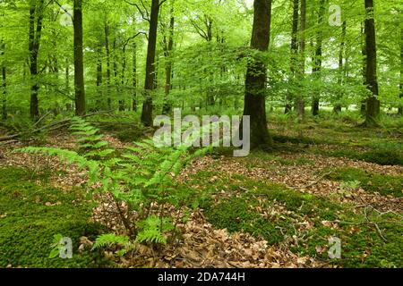 Broad Buckler Fern (Dryopteris dilatata) dans un bois de hêtre au printemps à Stockhill Wood dans les collines de Mendip, Somerset, Angleterre. Banque D'Images