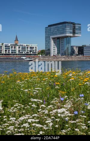 Géographie / Voyage, Allemagne, Rhénanie-du-Nord-Westphalie, Cologne, grues à Rheinauhafen, construit par B, droits-supplémentaires-autorisations-Info-non-disponible Banque D'Images