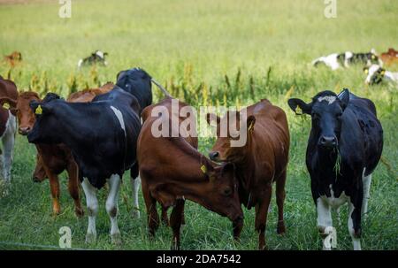 Bovins de boucherie européens qui se fourragent gratuitement dans le champ de foin et qui sont allongés dans l'herbe à l'été, en Finlande Banque D'Images
