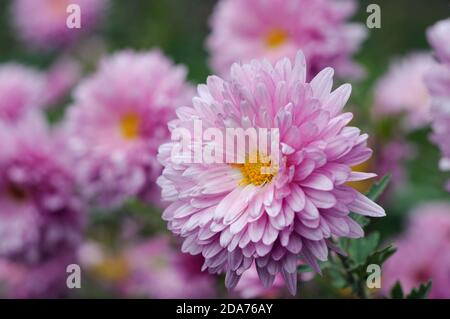 Chrysanthèmes roses dans le jardin d'automne. Faible profondeur de champ Banque D'Images