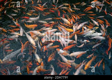 Poissons colorés bondés dans l'étang en attendant la nourriture. Magnifique carpes décoratives koï, arrière-plan naturel abstrait ou papier peint Banque D'Images