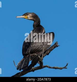Grand Cormorant Phalacrocorax carbo Costa Ballena Cadix Espagne Banque D'Images