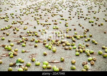 Beaucoup de fruits frais de figue sur la route asphaltée dans un parc national, les fruits verts de figue tombés sur la route asphaltée après la pluie. Vue horizontale. Banque D'Images