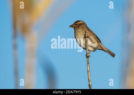 Maison Sparrow Passer domesticus Costa Ballena Cadix Espagne Banque D'Images