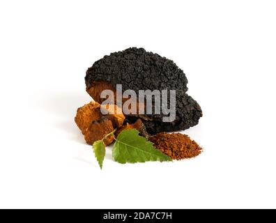 Champignon chaga isolé sur fond blanc. Morceaux de chaga hachés, poudre de chaga et feuille de bouleau vert. Inonotus obliquus. Banque D'Images