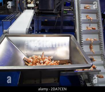 Viande de poulet sur le tapis transporteur pour l'emballage en plastique Banque D'Images