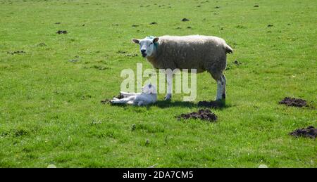 Texel Ewe qui abritait son agneau du soleil chaud dans un pré d'été, Angleterre du Nord, Royaume-Uni, GB. Banque D'Images