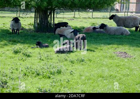 Blackface Ewe's avec agneaux à l'abri du soleil chaud dans un pré d'été, nord de l'Angleterre, Royaume-Uni, GB. Banque D'Images