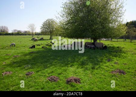 Un troupeau de Texel Ewe's avec des agneaux à l'ombre d'un arbre dans un pré d'été, Angleterre du Nord, Royaume-Uni, GB. Banque D'Images