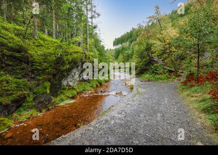 Sentier de randonnée le long d'un ruisseau à travers la forêt dans les Ardennes belges. Banque D'Images