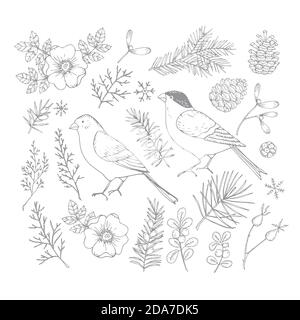 Ensemble d'oiseaux de Noël et d'illustrations florales. Bullfinch et finch doré avec fleurs, feuilles et branches et cônes de sapin et de pinte. Fleur de rose Illustration de Vecteur