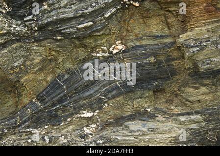 Formes et motifs stratifiés de roche entrelacés avec du quartz dans les falaises d'ardoise au-dessus de Tintagel, dans le nord de Cornouailles, octobre Banque D'Images