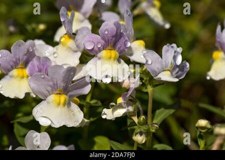 Nemesia 'Easter Bonnet' lilas, fleurs jaunes et blanches avec gouttes de pluie fortement parfumées à la vanille, mai Banque D'Images