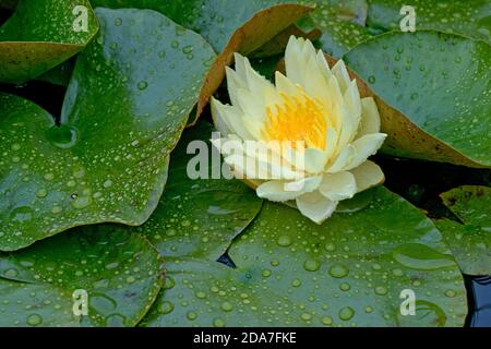 Nénuphars jaunes ( Nymphaea sp.) floraison parmi les feuilles couvertes de gouttelettes de pluie, Berkshire, août Banque D'Images
