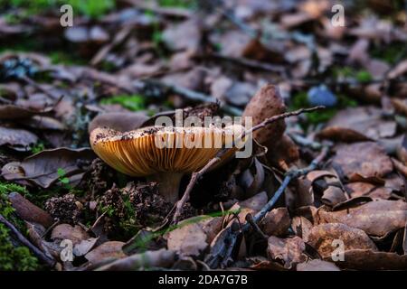 Gros plan de lactarius deliciosus, champignon de la calotte de safran en Sardaigne, Italie Banque D'Images