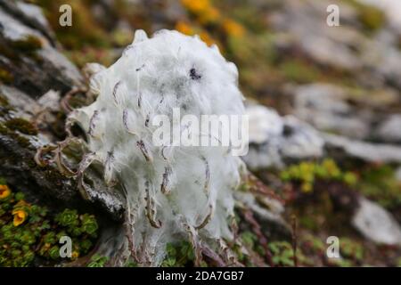 Heem Kamal une fleur rare de l'Himalaya Uttarakhand Inde.le cône comme la tête de fleur de cette herbe a une ouverture au sommet à travers laquelle l'abeille bumble visite. Banque D'Images