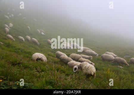 Les moutons de montagne de l'Himalaya affluent en Inde. Les moutons de montagne sont très agiles, étant le deuxième seulement pour les chèvres de montagne dans la pente du terrain qu'ils peuvent grimper. Photo de haute qualité Banque D'Images