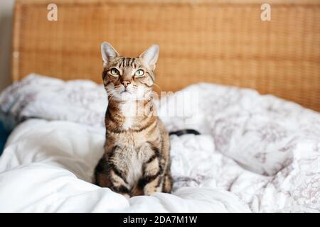 Magnifique chat d'animaux assis sur le lit dans la chambre à la maison donnant sur. Animal domestique décontracté et doux à rayures et yeux verts. Adorable chaton en fourrure Banque D'Images