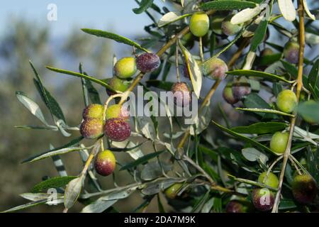 olives mûres prêtes pour la récolte et le pressage sur les branches D'un arbre dans la campagne toscane Banque D'Images