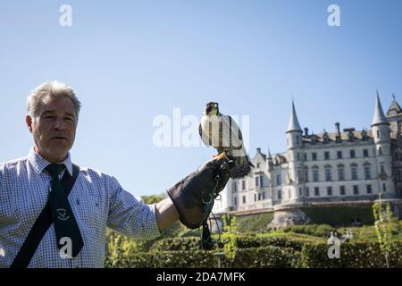 Falconer avec un faucon pèlerin (Falco peregrinus) sur sa main gantée avec l'impressionnante toile de fond du château de Dunrobin, Sutherland, Écosse. Banque D'Images