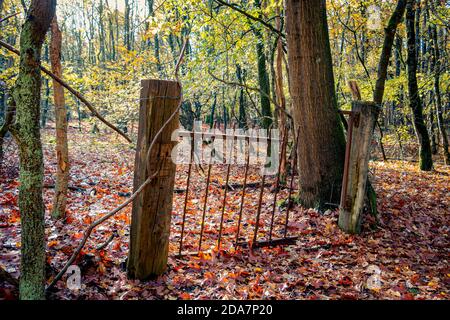 Ancienne clôture rouillée au milieu de la forêt d'automne, avec des feuilles de couleur or, pays-Bas dans la province d'Overijssel Banque D'Images