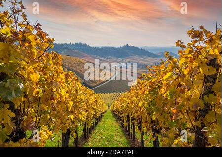 Vignobles entre Kappelberg et Rotenberg à Stuttgart - magnifique paysage en automne - vue aérienne sur la vallée du Neckar, Bade-Wurtemberg, G Banque D'Images