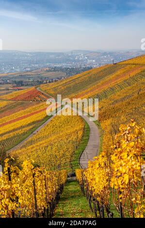 Vignobles entre Kappelberg et Rotenberg à Stuttgart - magnifique paysage en automne - vue aérienne sur la vallée du Neckar, Bade-Wurtemberg, G Banque D'Images