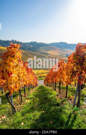 Vignobles entre Kappelberg et Rotenberg à Stuttgart - magnifique paysage en automne - vue aérienne sur la vallée du Neckar, Bade-Wurtemberg, G Banque D'Images