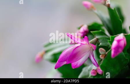 Schlumbergera rose, cactus de Noël ou cactus de Thanksgiving sur fond blanc. Gros plan. Copier l'espace. Banque D'Images