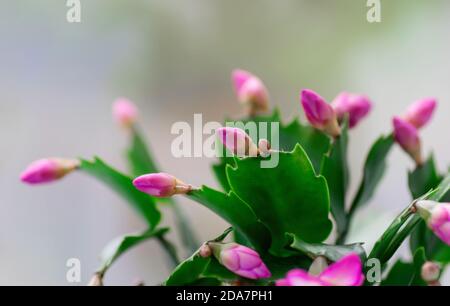 Schlumbergera rose, cactus de Noël ou cactus de Thanksgiving sur fond blanc. Gros plan. Copier l'espace. Banque D'Images