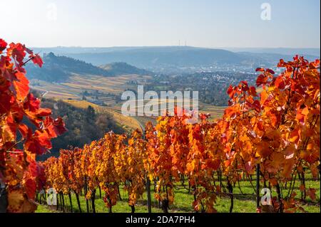 Vignobles entre Kappelberg et Rotenberg à Stuttgart - magnifique paysage en automne - vue aérienne sur la vallée du Neckar, Bade-Wurtemberg, G Banque D'Images