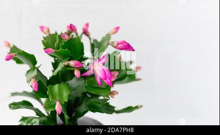 Schlumbergera rose, cactus de Noël ou cactus de Thanksgiving sur fond blanc. Gros plan. Copier l'espace. Banque D'Images