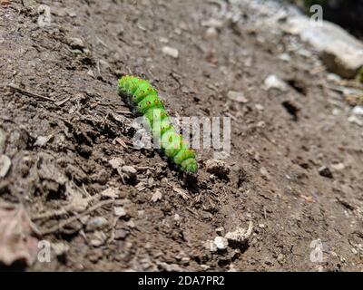 Petite chenille de l'empereur, Saturnia Pavonia, rampant sur la terre Banque D'Images