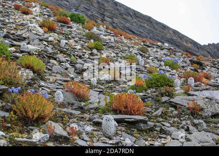 Rares fleurs himalayenne de Hight altitude en Inde. La chaîne de l'Himalaya en Asie a les plus grands sommets de la terre. Vous pourrez ainsi vous rendre à des sites aussi impressionnants que pittoresques. Photo de haute qualité Banque D'Images