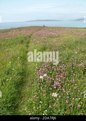 Un chemin à travers le macrin fleuri jusqu'à Macleod debout sur la pierre L'île de Harris Banque D'Images