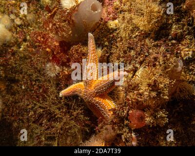 Un gros plan d'une étoile commune, d'une étoile commune de mer ou d'une étoile de sucre, Asterias Rubens. Photo des îles Weather, mer de Skagerack, Suède Banque D'Images