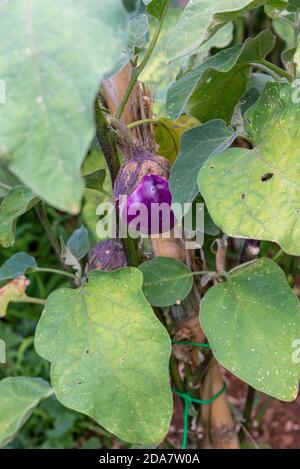 aubergines en croissance dans leur plante utilisée pour les accompagnements Banque D'Images