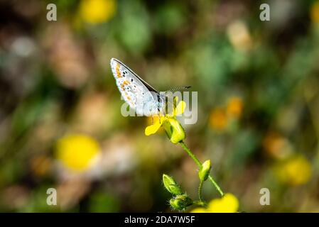 papillon sur une fleur Banque D'Images