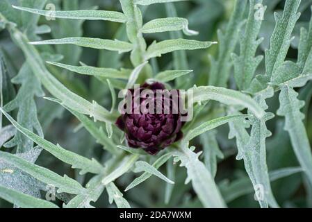 nouvel artichaut de couleur foncée au soleil Banque D'Images