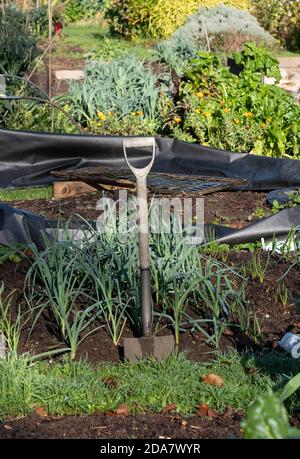 Bêche de jardin debout dans le sol à une allotissement à Wells, Somerset, Royaume-Uni Banque D'Images