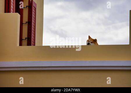 Chien Akita Inu se penchait la tête et regardant vers le bas depuis le mur du balcon. Image de stock. Banque D'Images