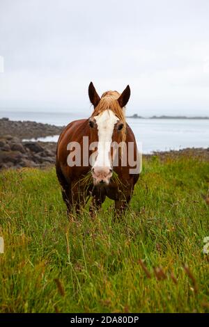 Cheval, Ile de Batz, Bretagne, France Banque D'Images