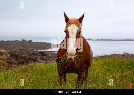 Cheval, Ile de Batz, Bretagne, France Banque D'Images