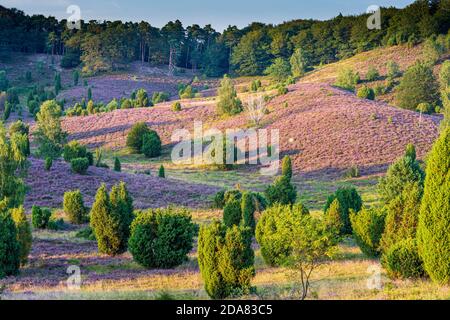 Wilsede: Dépression Totengrund, bruyère sablonneuse, bruyère à fleurs (Calluna vulgaris), genévrier commun (Juniperus communis), Lüneburger Heide, Lüneb Banque D'Images