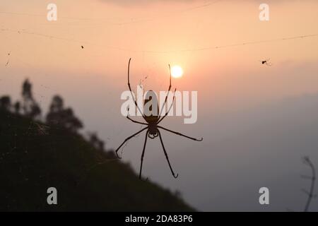 Photo du coucher du soleil avec araignée et araignée épouses Banque D'Images