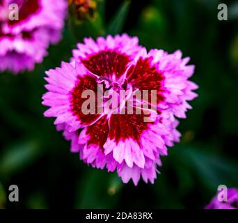 Pink Kisses Dianthus Blossom Floraison vivace Macro Bellevue Washington State Banque D'Images