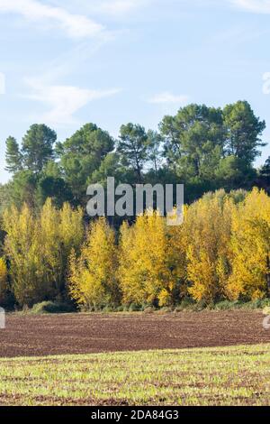 Paysage d'automne de campagne en Andalousie avec des peupliers à feuilles caduques jaunes et des pins verts à feuilles persistantes Banque D'Images