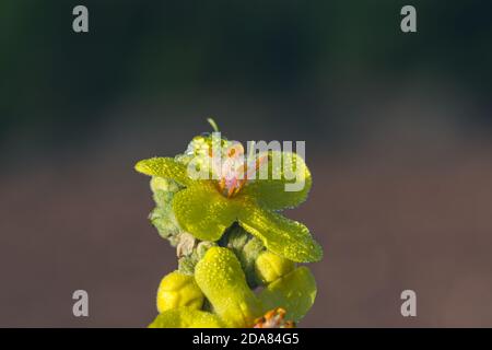 Détail de fleurs de verbascum jaune avec étamines d'orange recouvertes de la rosée tombe Banque D'Images