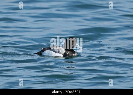 Grand Fuligule (Aythya marila nearctica) adulte homme nageant dans le port de Choshi, préfecture de Chiba, Japon Février Banque D'Images